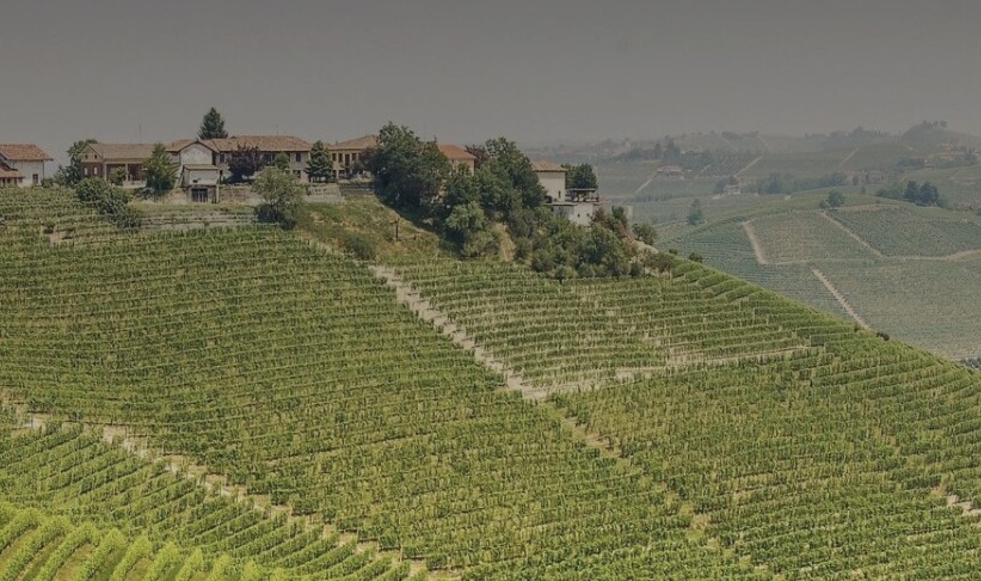 Nebbiolo e Piemonte tra territorio vino e identità